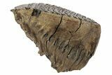 Woolly Mammoth Upper M Molar - Poland #235252-1